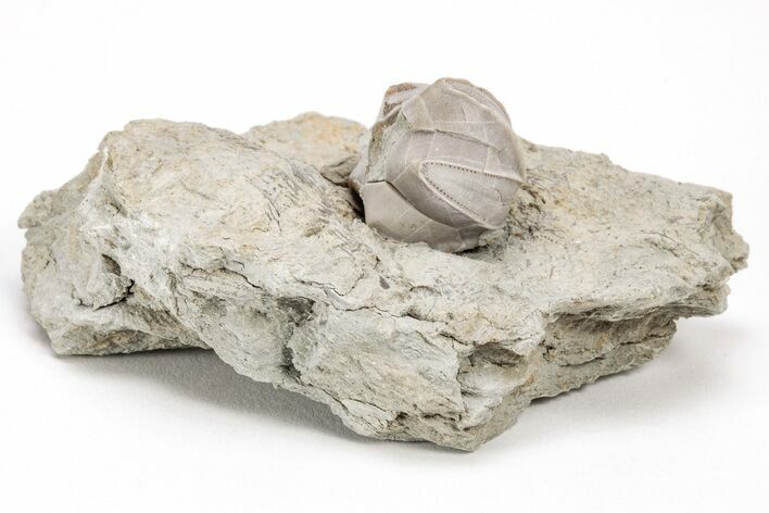 Blastoid (Pentremites) Fossil - Illinois #204699